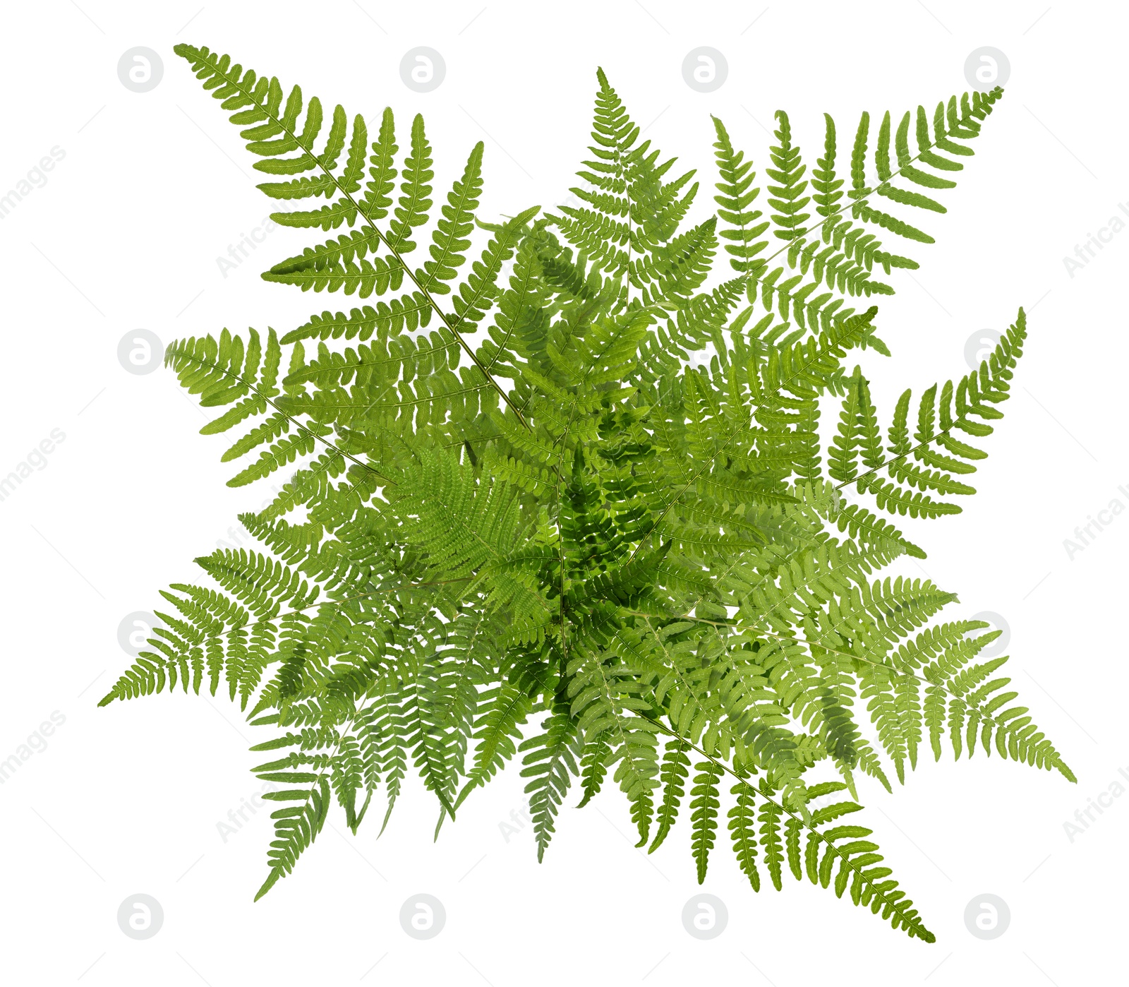 Image of Beautiful tropical fern leaves on white background