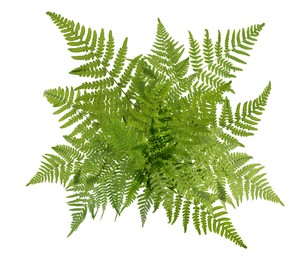 Beautiful tropical fern leaves on white background