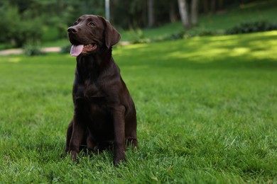 Photo of Adorable Labrador Retriever dog sitting on green grass in park, space for text