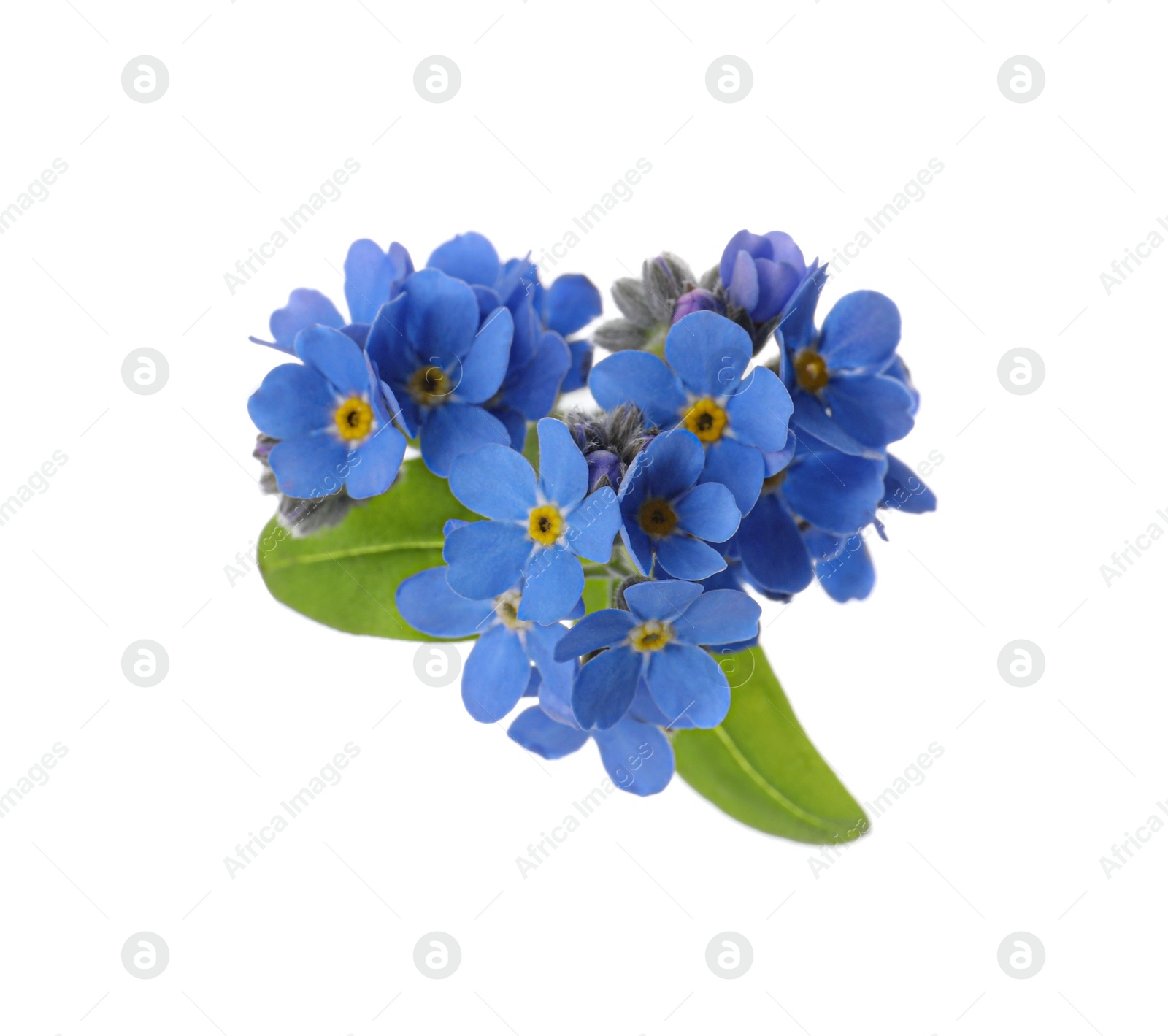 Photo of Heart made with blue Forget-me-not flowers isolated on white