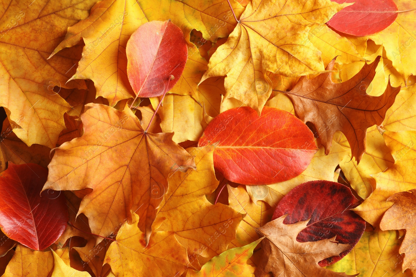 Photo of Many autumn leaves as background, top view