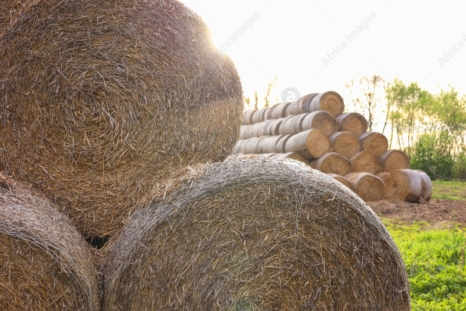 Photo of Many hay bales outdoors on sunny day, closeup