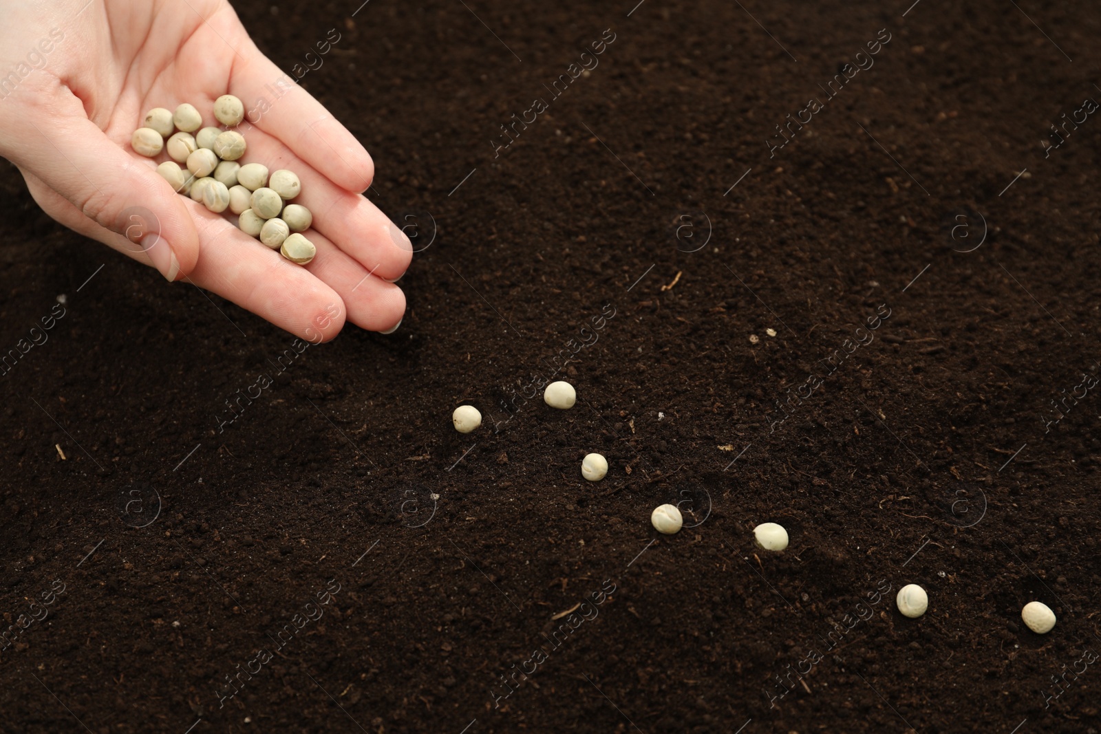 Photo of Woman planting soybeans into fertile soil, closeup. Vegetable seeds