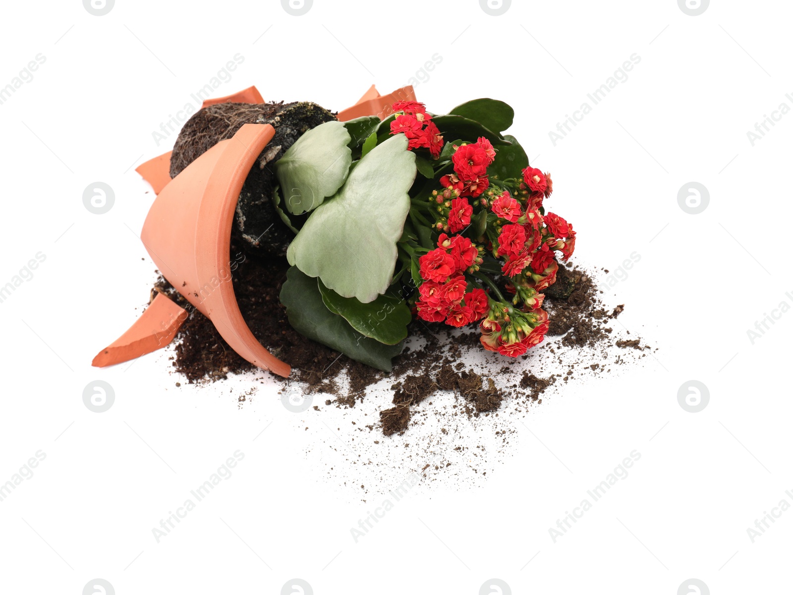 Photo of Broken terracotta flower pot with soil and kalanchoe plant on white background