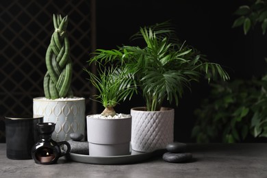 Photo of Beautiful Sansevieria, Nolina and Chamaedorea in pots with decor on grey table. Different house plants