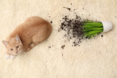 Photo of Cute ginger cat near overturned houseplant on carpet, above view