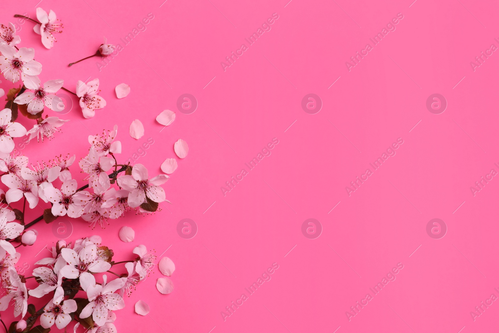 Photo of Beautiful spring tree blossoms on pink background, flat lay. Space for text