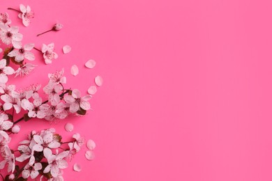 Photo of Beautiful spring tree blossoms on pink background, flat lay. Space for text
