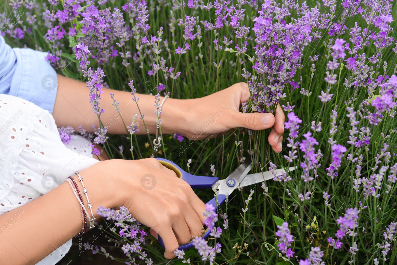 Photo of Woman cutting lavender flowers in beautiful field, closeup