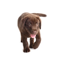 Photo of Cute chocolate Labrador Retriever puppy on white background