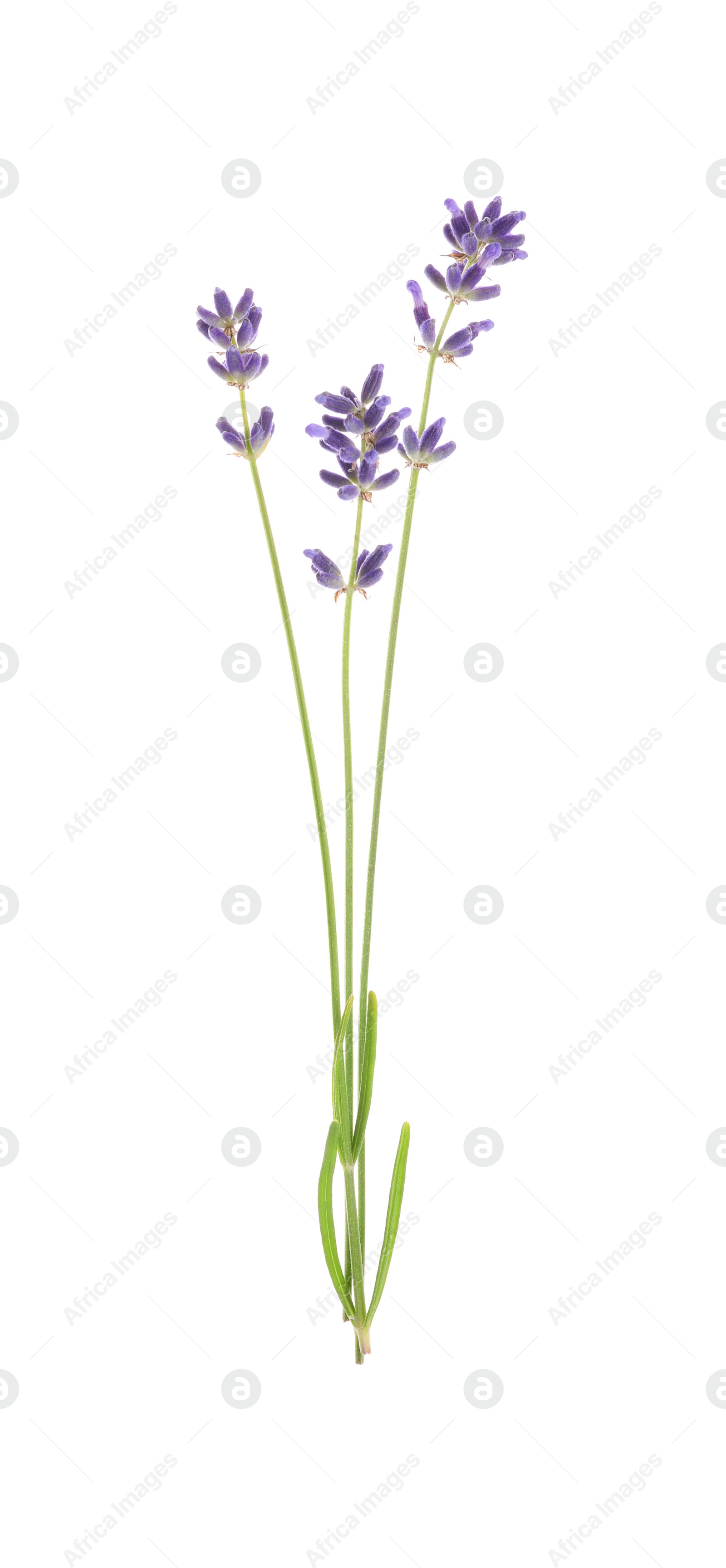 Photo of Beautiful fresh lavender flowers isolated on white