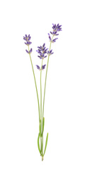 Photo of Beautiful fresh lavender flowers isolated on white