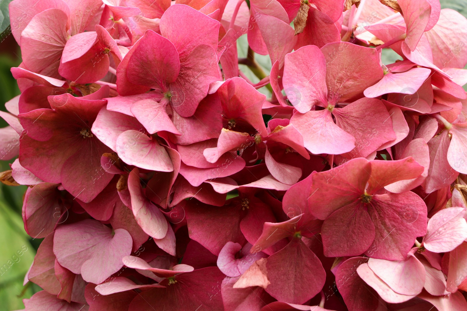 Photo of Beautiful pink hydrangea flower as background, closeup