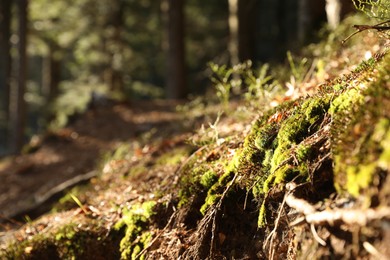 Photo of Closeup view of bright green moss in forest