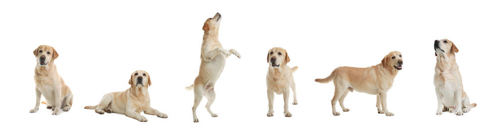 Image of Set of adorable Labrador Retriever dogs on white background. Banner design 
