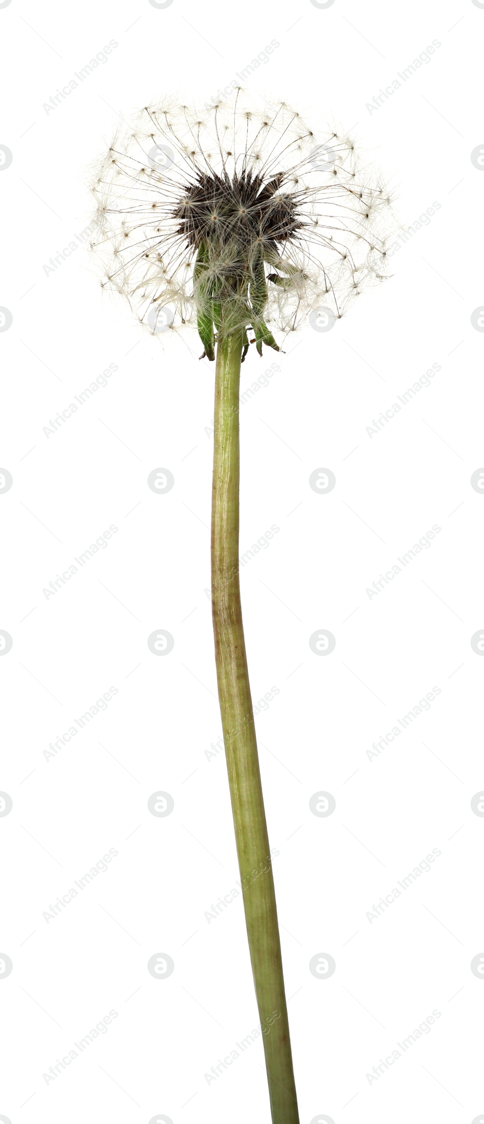 Photo of Beautiful fluffy dandelion flower isolated on white