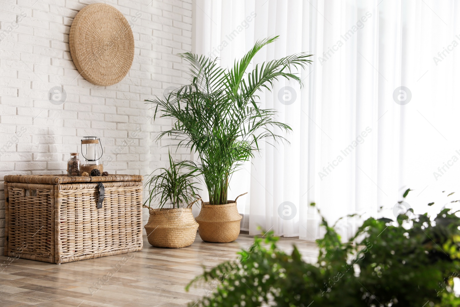 Photo of Beautiful green potted plants in stylish room interior