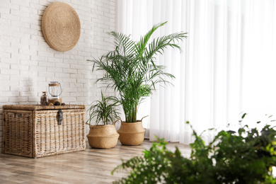 Beautiful green potted plants in stylish room interior