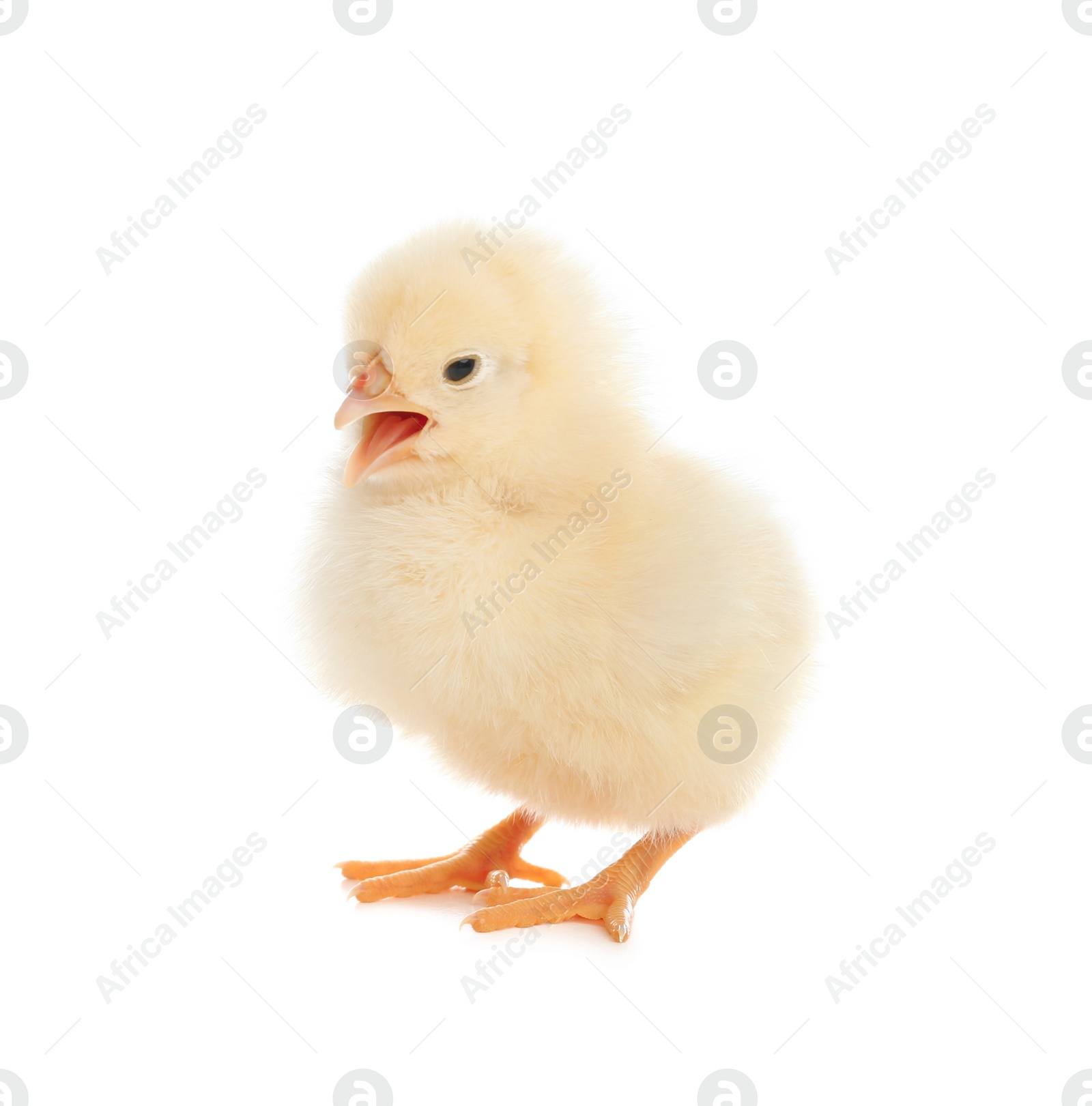 Photo of Cute fluffy baby chicken on white background