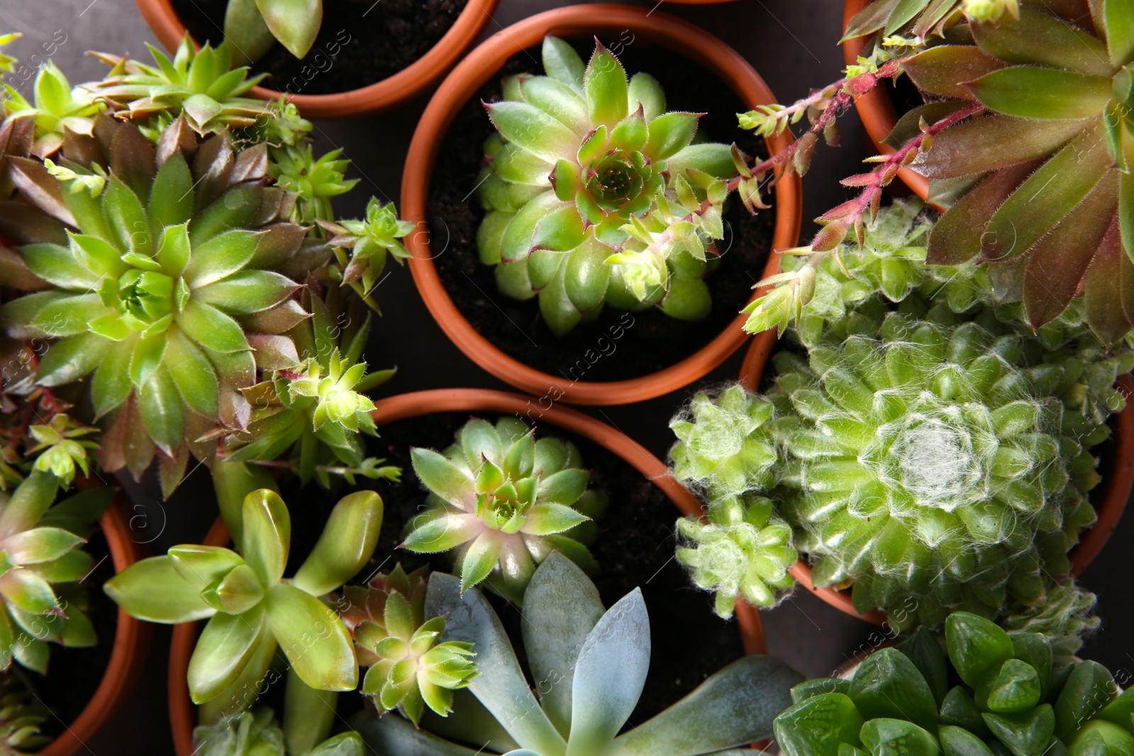 Photo of Many different echeverias on table, flat lay. Beautiful succulent plants