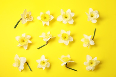 Photo of Flat lay composition with daffodils on color background. Fresh spring flowers