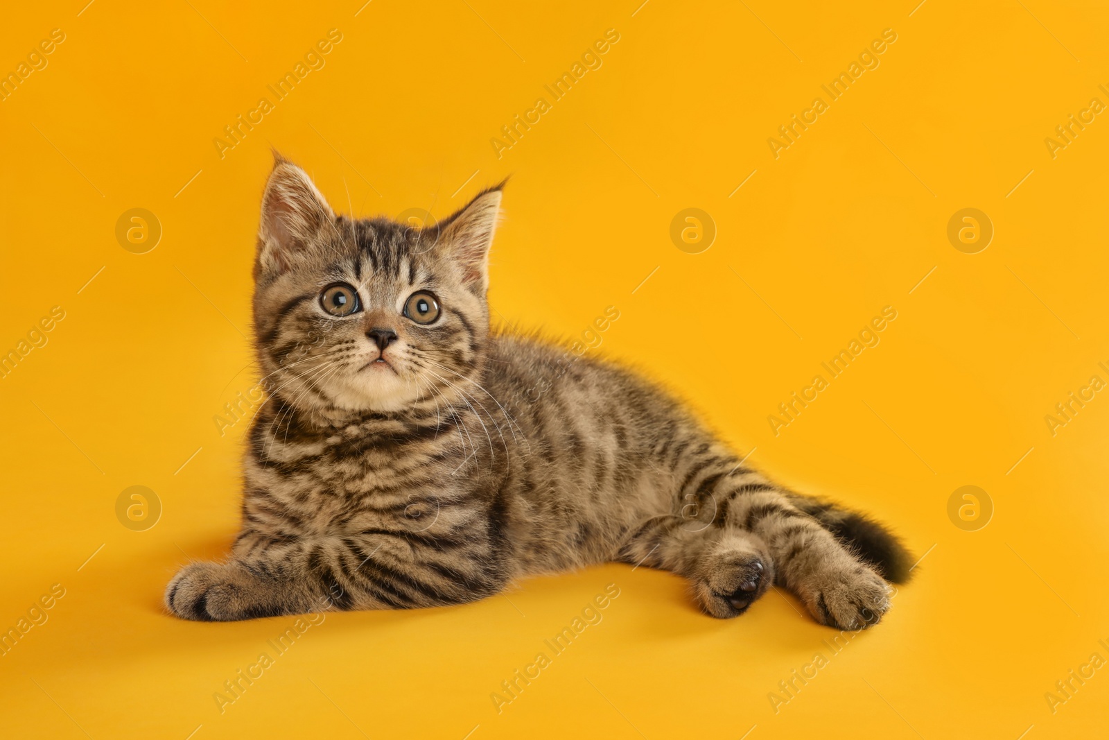 Photo of Cute tabby kitten on yellow background. Baby animal