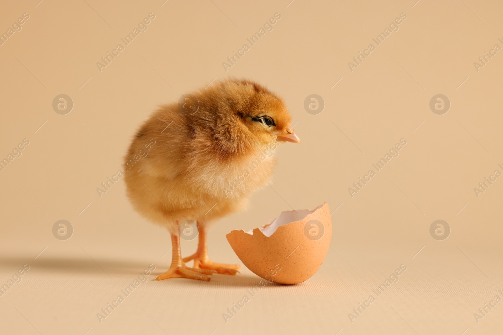 Photo of Cute chick and piece of eggshell on beige background, closeup. Baby animal