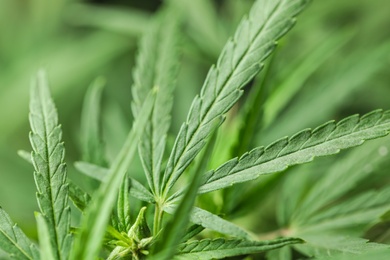 Photo of Green organic hemp on blurred background, closeup