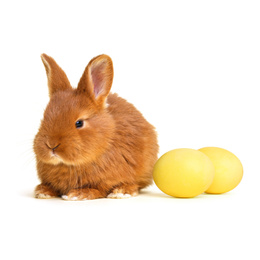 Adorable fluffy Easter bunny and dyed eggs on white background