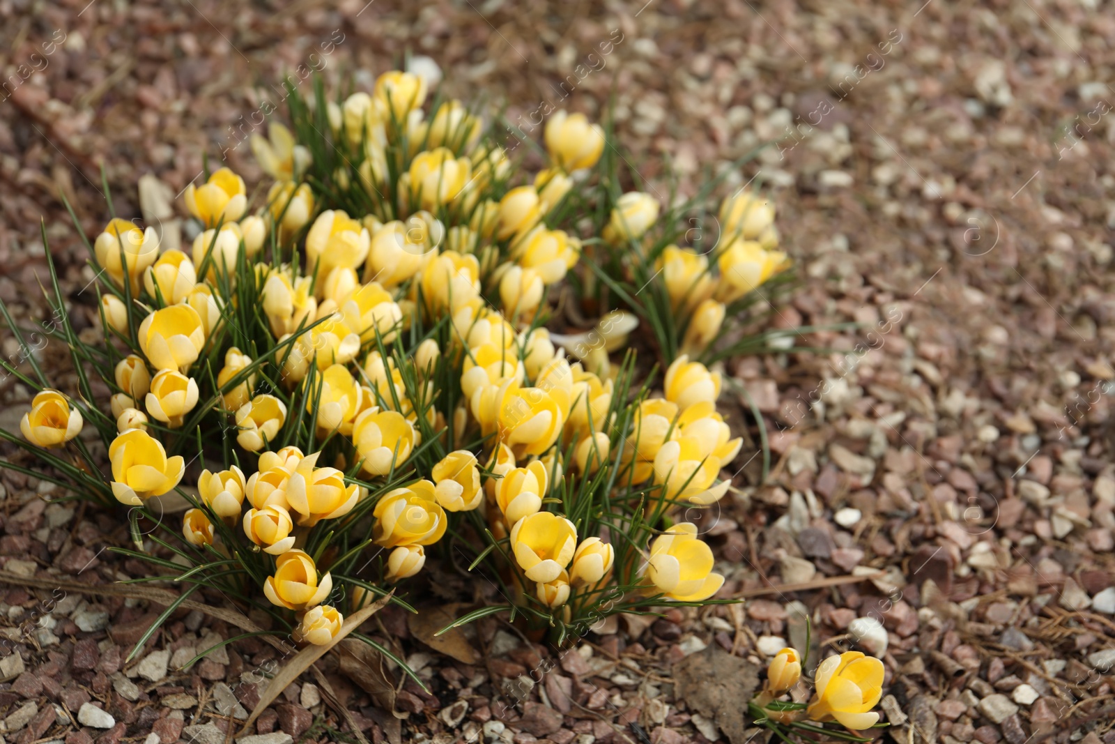 Photo of Beautiful yellow crocus flowers growing in garden