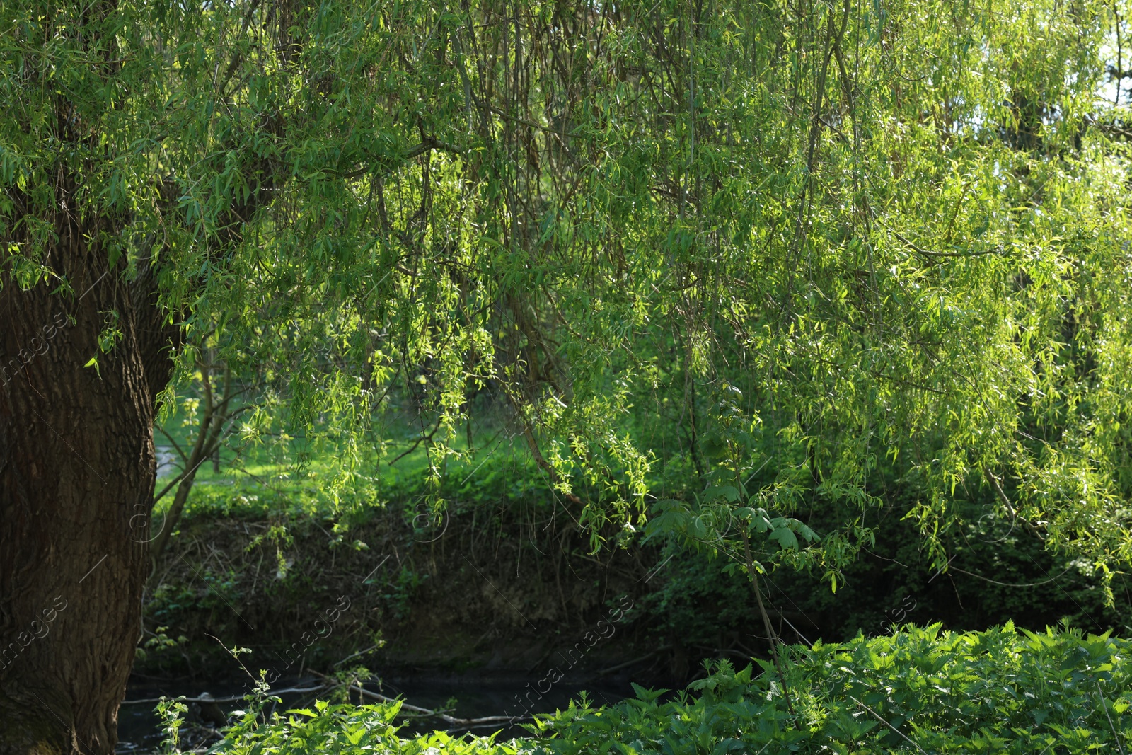 Photo of Beautiful willow tree with green leaves growing outdoors on sunny day