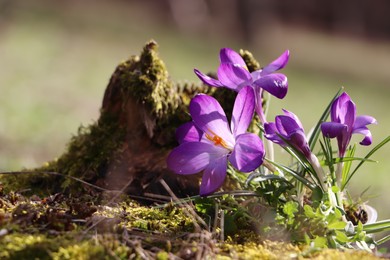 Fresh purple crocus flowers growing in spring field