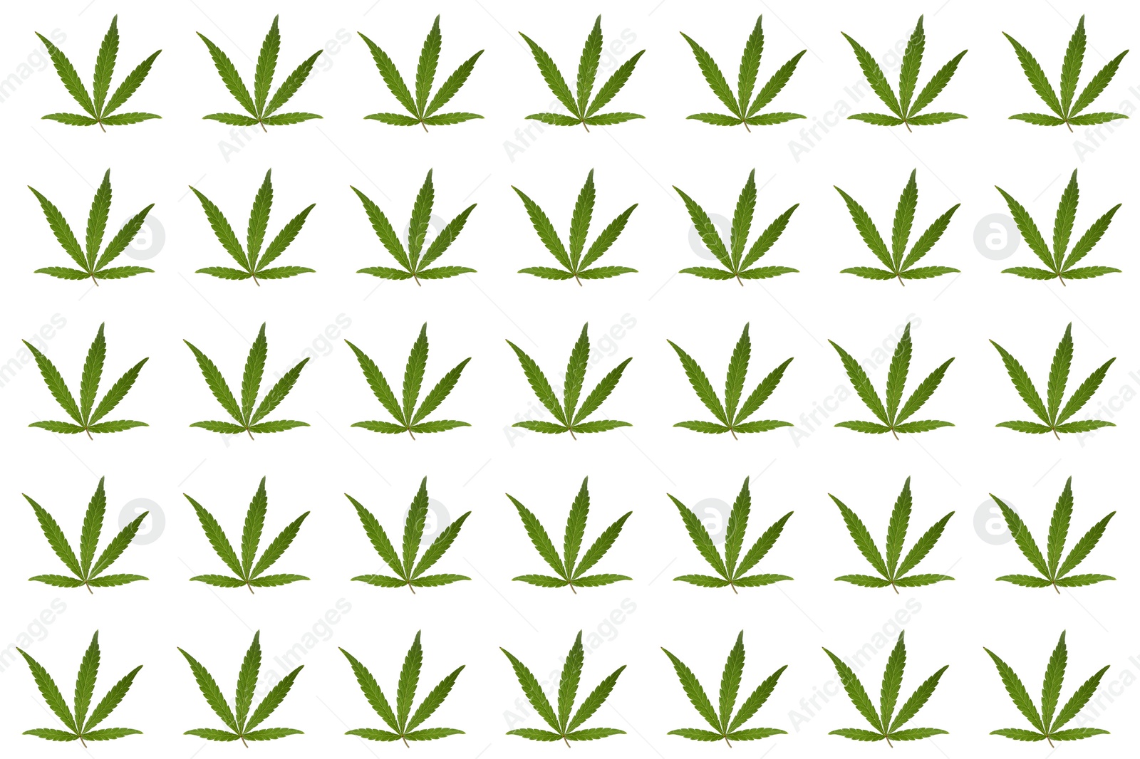 Image of Many green hemp leaves on white background. Pattern design