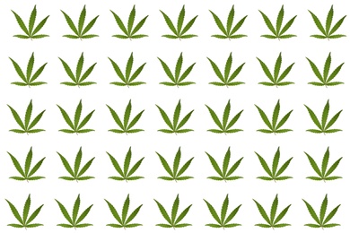 Image of Many green hemp leaves on white background. Pattern design