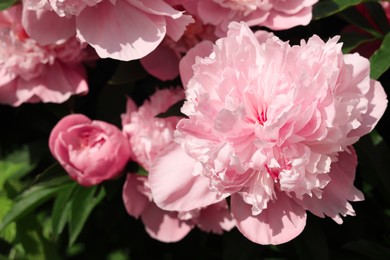 Wonderful pink peonies in garden outdoors, closeup