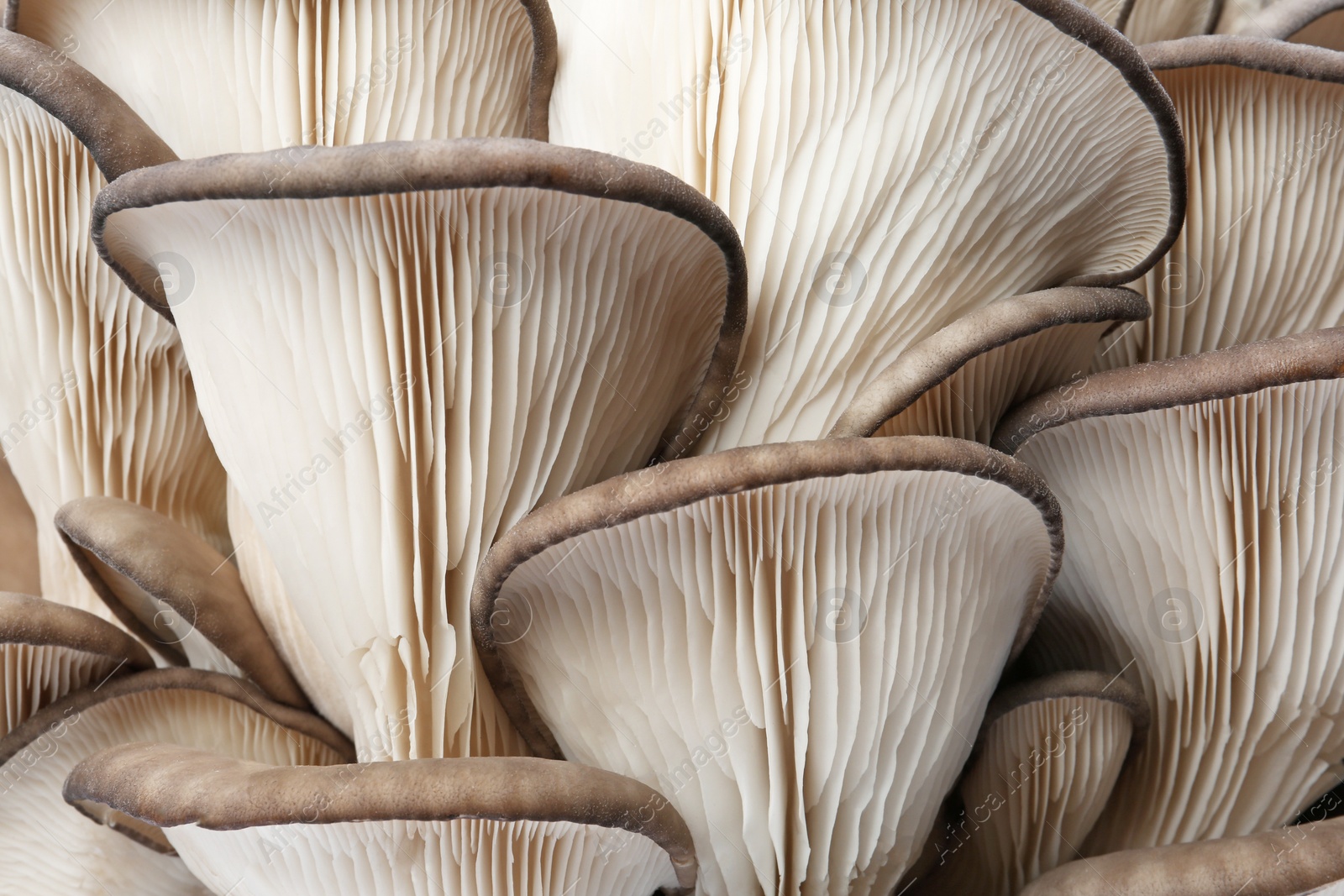 Photo of Delicious organic oyster mushrooms as background, closeup