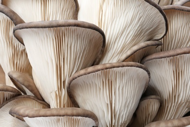 Delicious organic oyster mushrooms as background, closeup