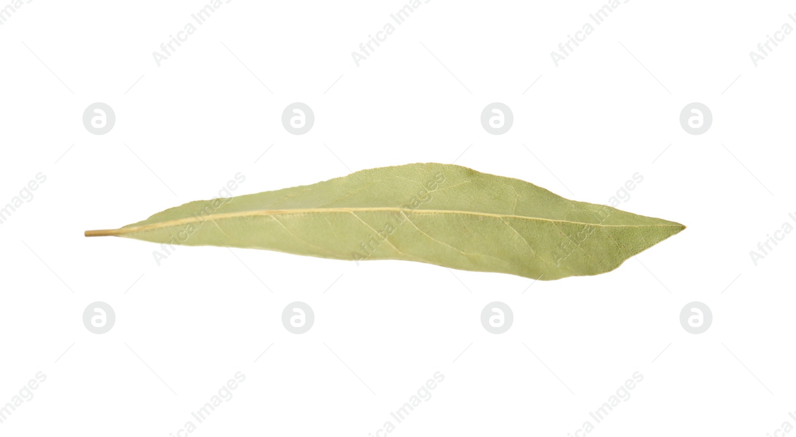 Photo of One aromatic bay leaf isolated on white