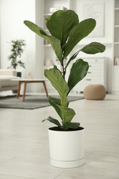 Photo of Fiddle Fig or Ficus Lyrata plant with green leaves at home