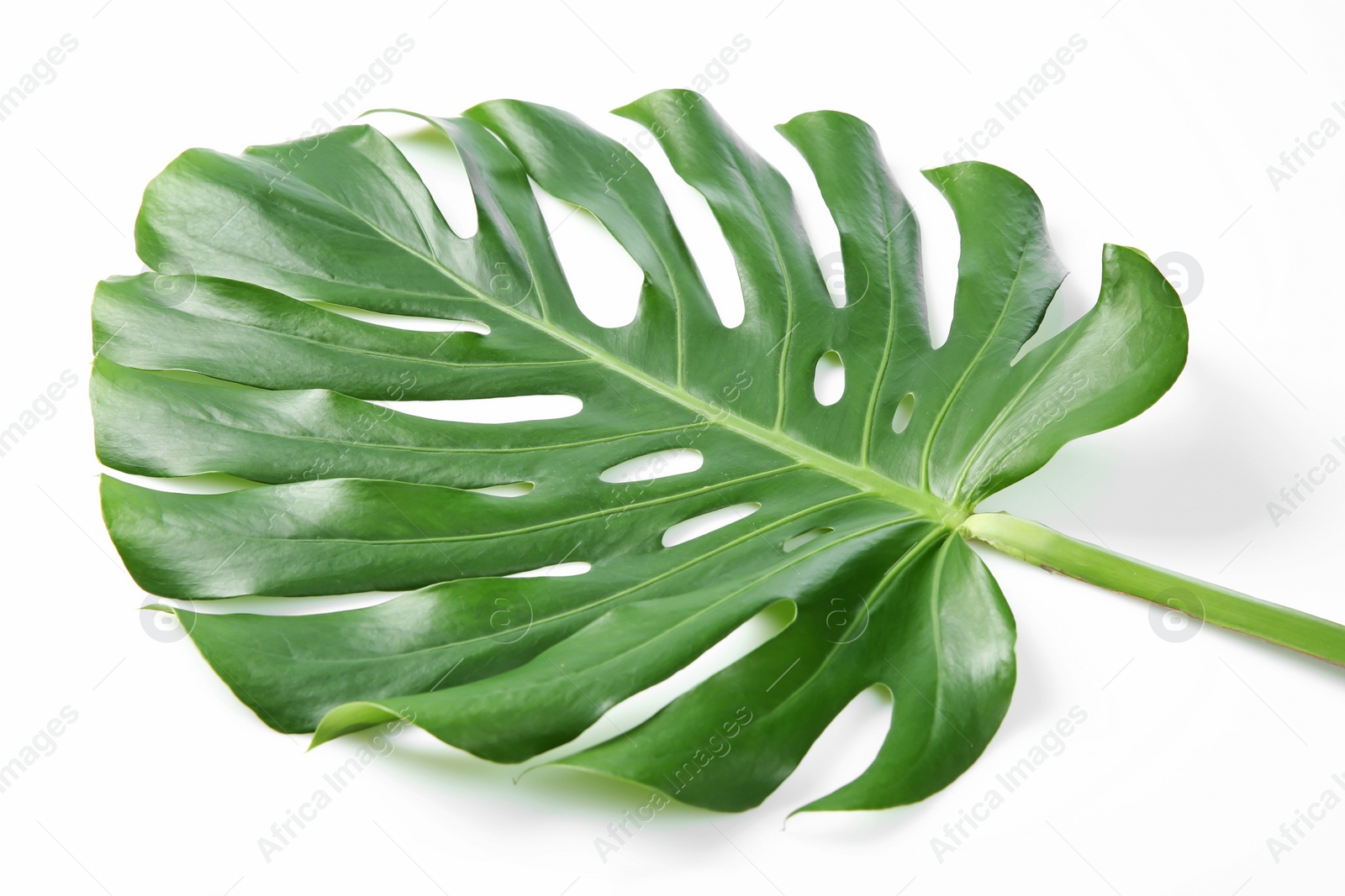 Photo of Tropical Monstera leaf on white background