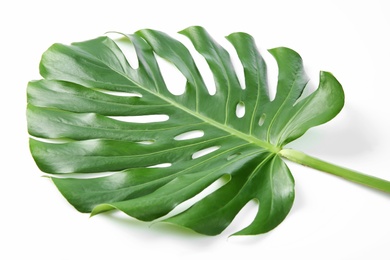 Tropical Monstera leaf on white background