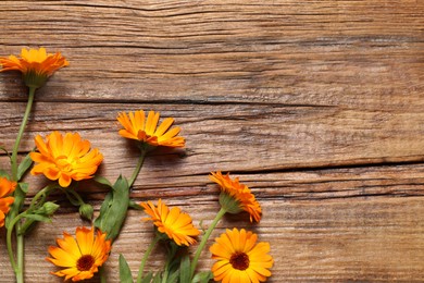 Beautiful fresh calendula flowers on wooden table, flat lay. Space for text