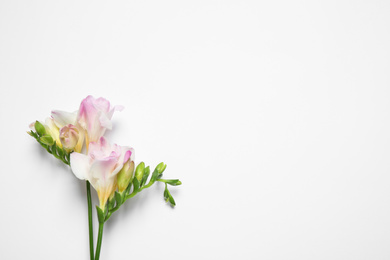 Photo of Beautiful blooming pink freesias on white background, top view. Space for text