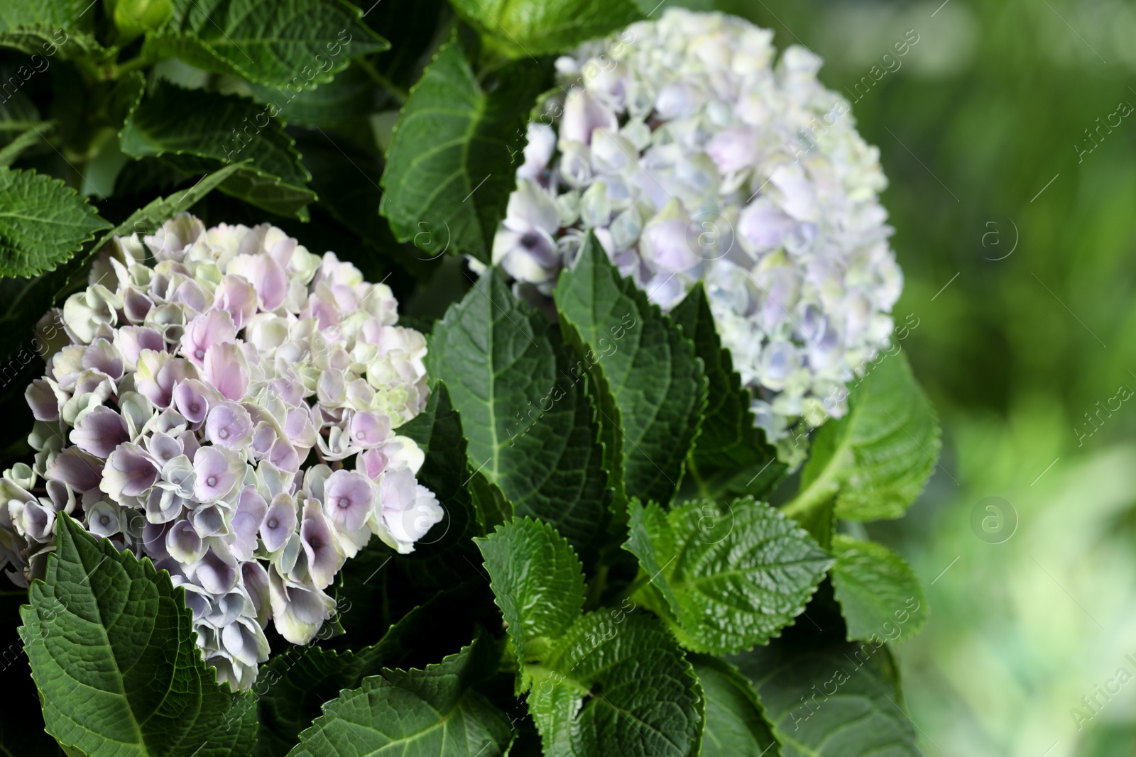 Photo of Hortensia plant with beautiful flowers outdoors, closeup