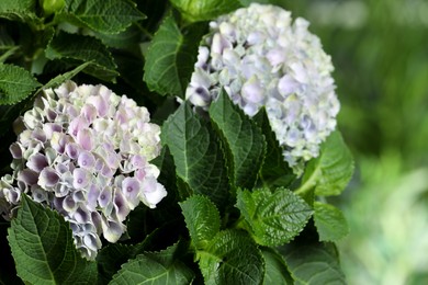 Photo of Hortensia plant with beautiful flowers outdoors, closeup