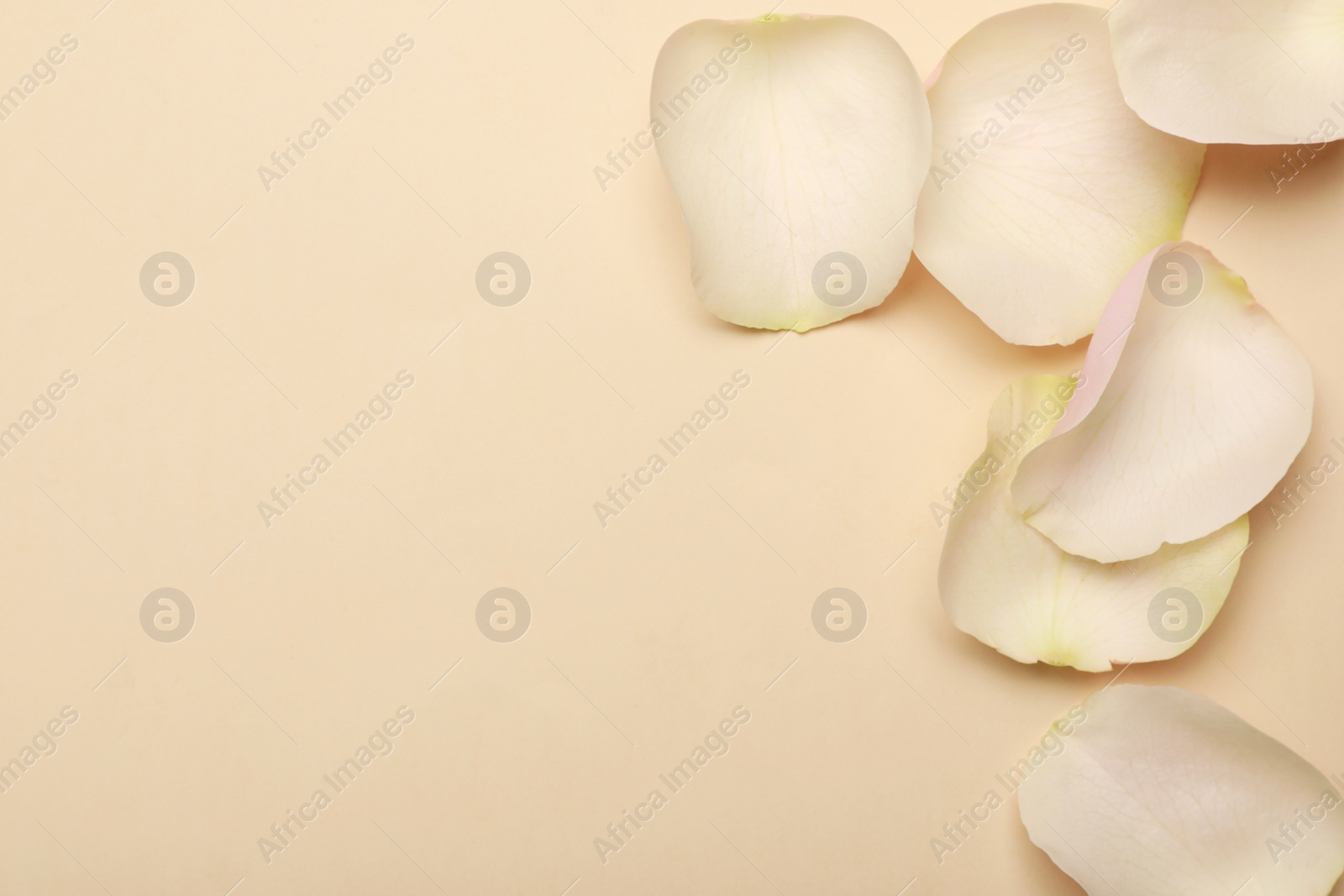 Photo of Beautiful rose petals on beige background, flat lay. Space for text