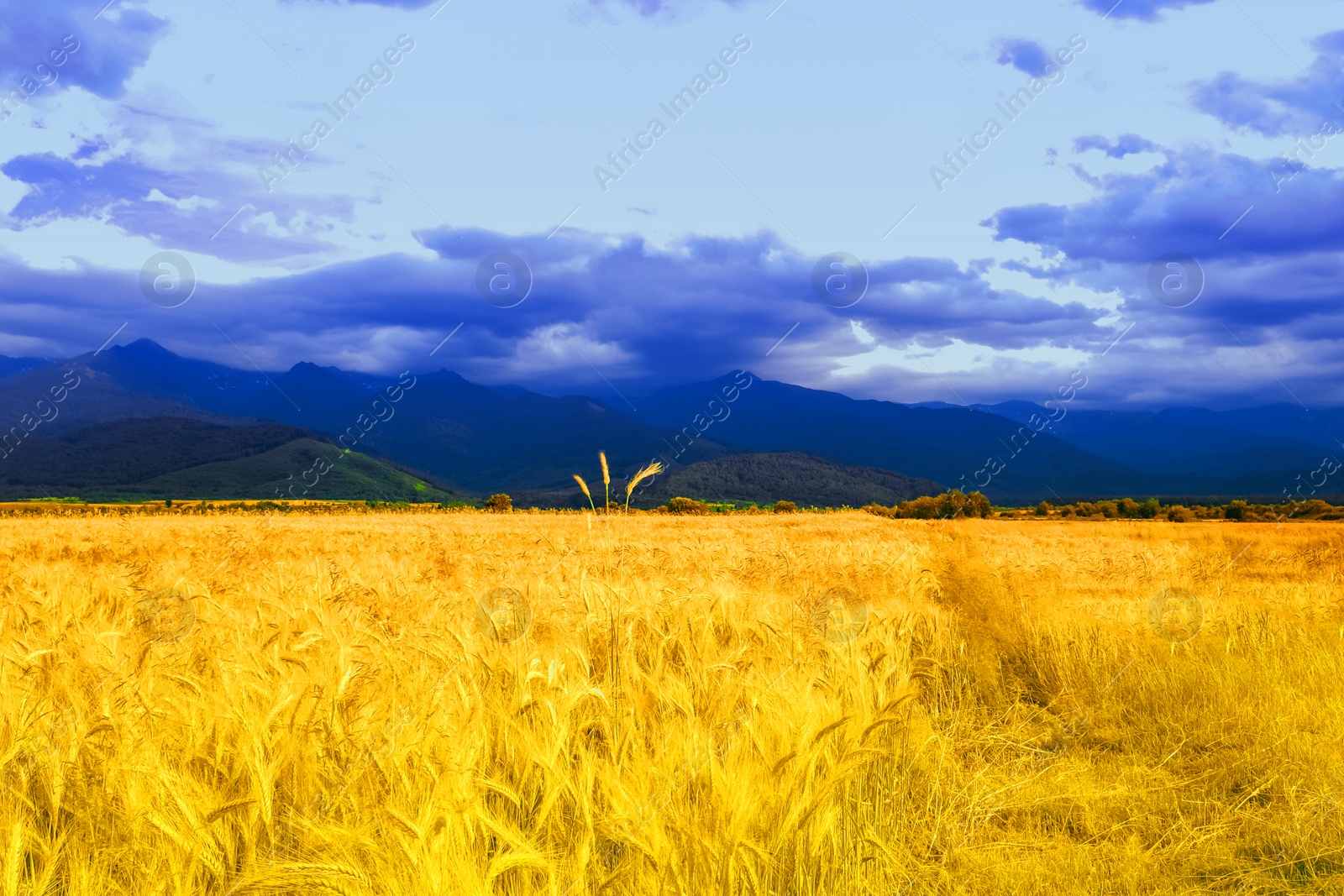 Image of Ukrainian flag. Picturesque view of mountain landscape with yellow wheat field under blue sky