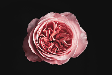 Photo of Beautiful rose on black background. Floral card design with dark vintage effect