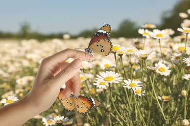 Woman with beautiful plain tiger butterflies in chamomile field, closeup