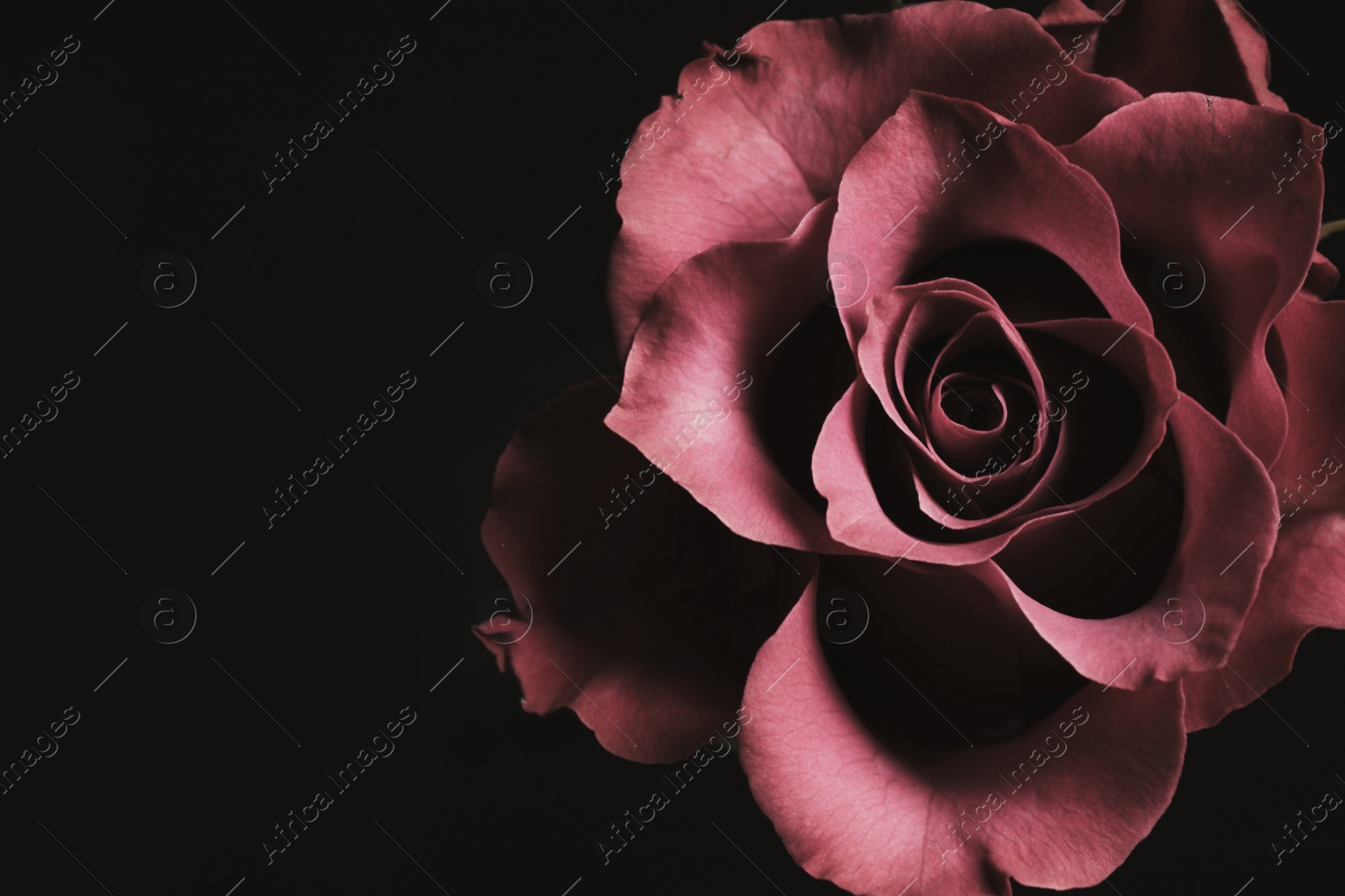 Photo of Beautiful rose on black background, closeup. Floral card design with dark vintage effect